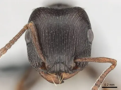 Tetramorium aisha specimen CASENT0812361 image casent0812361_2