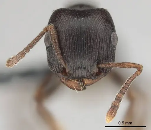 Tetramorium aisha specimen CASENT0812361 image casent0812361_3