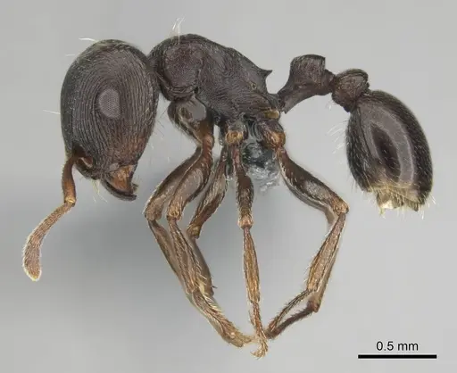 Tetramorium aisha specimen CASENT0812361 image casent0812361_4