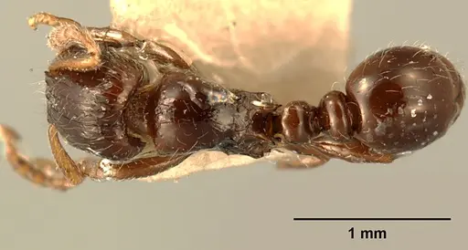 Tetramorium akengense specimen ZFMKHYM20096176 image zfmkhym20096176_1