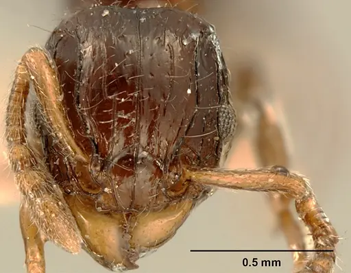 Tetramorium akengense specimen ZFMKHYM20096176 image zfmkhym20096176_2
