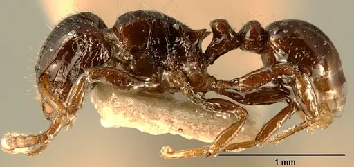 Tetramorium akengense specimen ZFMKHYM20096176 image zfmkhym20096176_3