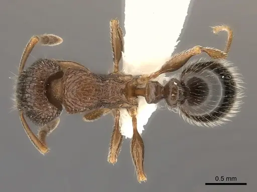 Tetramorium akermani specimen CASENT0100792 image casent0100792_1