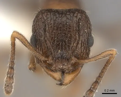 Tetramorium akermani specimen CASENT0100792 image casent0100792_2