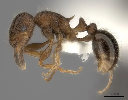Tetramorium akermani specimen CASENT0100792 image casent0100792_3