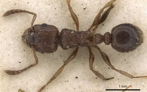 Tetramorium akermani specimen CASENT0901126 image casent0901126_1
