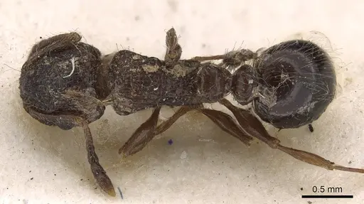 Tetramorium akermani specimen CASENT0901127 image casent0901127_1