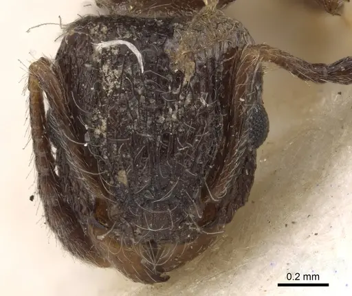 Tetramorium akermani specimen CASENT0901127 image casent0901127_2