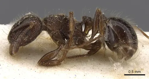 Tetramorium akermani specimen CASENT0901127 image casent0901127_3