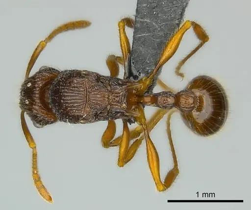 Tetramorium ala specimen CASENT0038393 image casent0038393_1