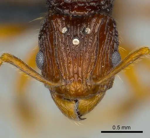 Tetramorium ala specimen CASENT0038393 image casent0038393_2