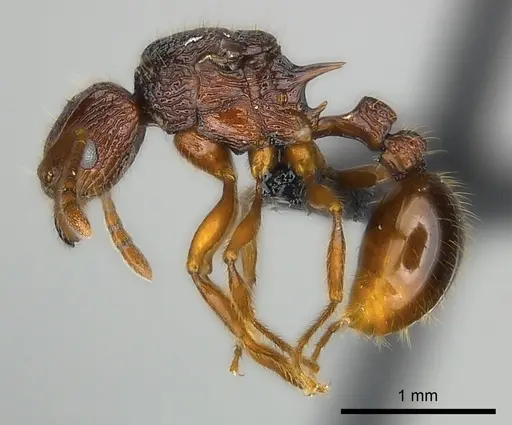 Tetramorium ala specimen CASENT0038393 image casent0038393_3