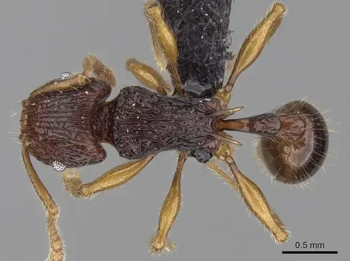 Tetramorium ala specimen CASENT0038473 image casent0038473_1