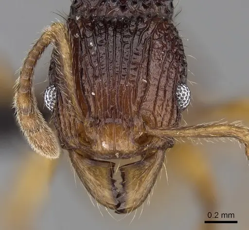 Tetramorium ala specimen CASENT0038473 image casent0038473_2