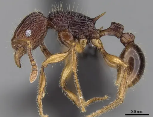Tetramorium ala specimen CASENT0038473 image casent0038473_3