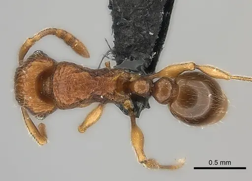 Tetramorium alperti specimen CASENT0009535 image casent0009535_1