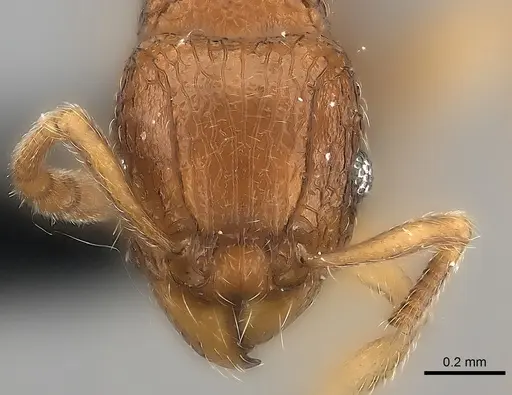 Tetramorium alperti specimen CASENT0009535 image casent0009535_2