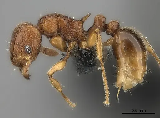 Tetramorium alperti specimen CASENT0009535 image casent0009535_3