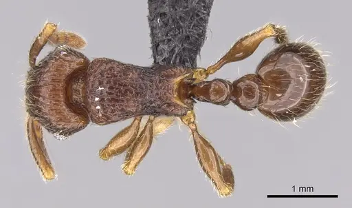Tetramorium alperti specimen CASENT0042547 image casent0042547_1