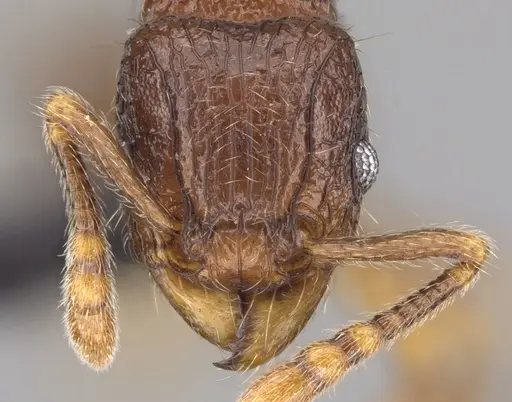 Tetramorium alperti specimen CASENT0042547 image casent0042547_2