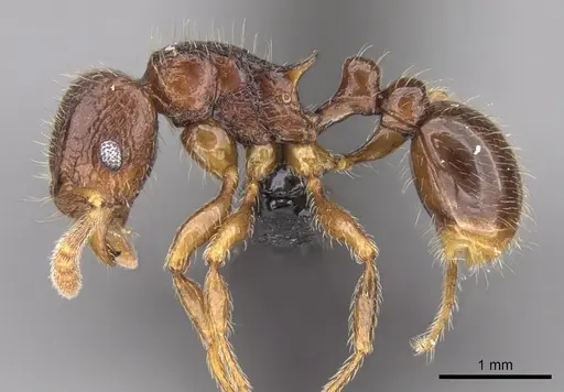 Tetramorium alperti specimen CASENT0042547 image casent0042547_3