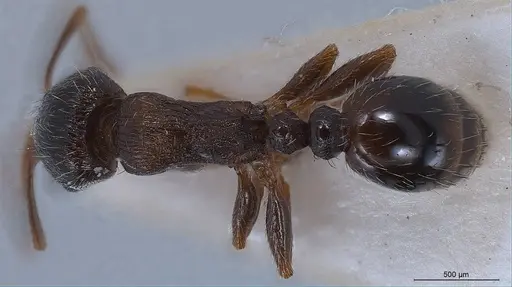 Tetramorium alpestre specimen ANTWEB1008485 image antweb1008485_1