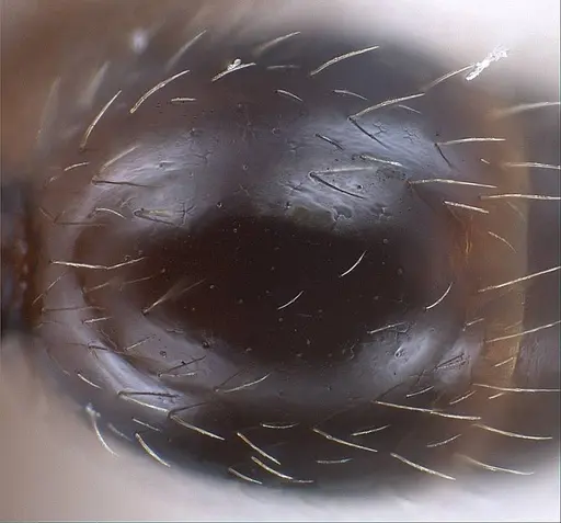Tetramorium alpestre specimen ANTWEB1008485 image antweb1008485_2