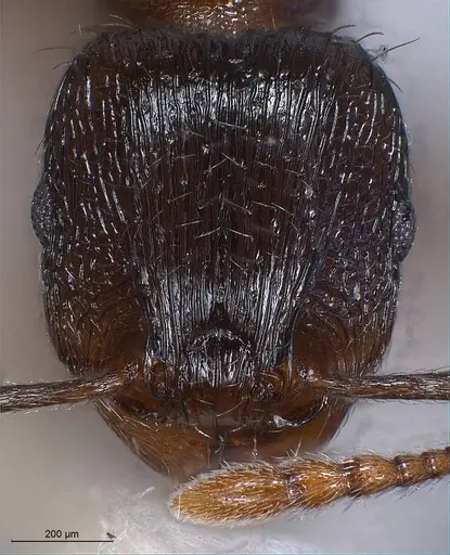 Tetramorium alpestre specimen ANTWEB1008485 image antweb1008485_3