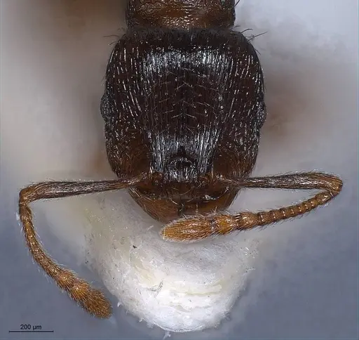 Tetramorium alpestre specimen ANTWEB1008485 image antweb1008485_4