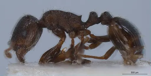 Tetramorium alpestre specimen ANTWEB1008485 image antweb1008485_5