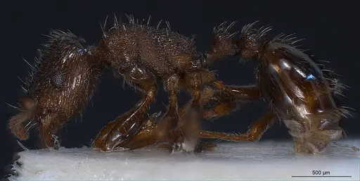 Tetramorium alpestre specimen ANTWEB1008485 image antweb1008485_6