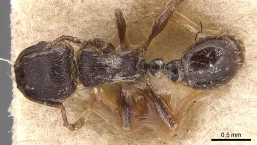 Tetramorium alternans specimen CASENT0904815 image casent0904815_1