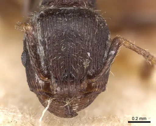 Tetramorium alternans specimen CASENT0904815 image casent0904815_2