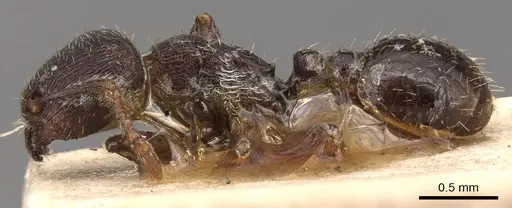 Tetramorium alternans specimen CASENT0904815 image casent0904815_3