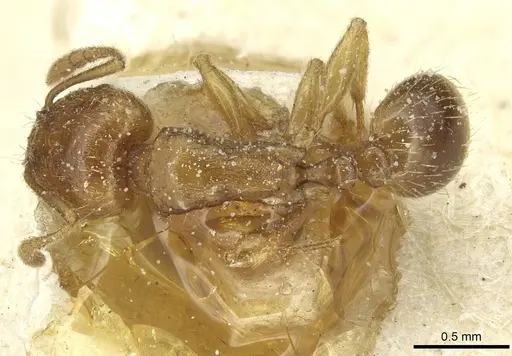 Tetramorium alternans specimen CASENT0913993 image casent0913993_1
