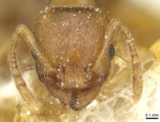 Tetramorium alternans specimen CASENT0913993 image casent0913993_2