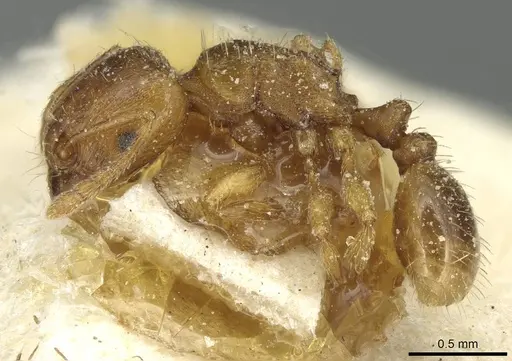 Tetramorium alternans specimen CASENT0913993 image casent0913993_3