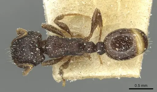 Tetramorium alternans specimen CASENT0913995 image casent0913995_1