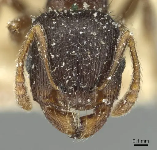 Tetramorium alternans specimen CASENT0913995 image casent0913995_2