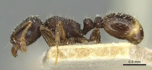 Tetramorium alternans specimen CASENT0913995 image casent0913995_3