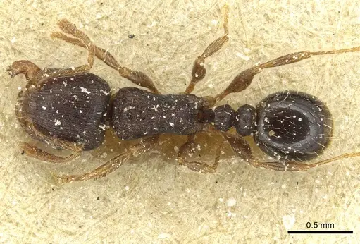 Tetramorium alternans specimen CASENT0913999 image casent0913999_1