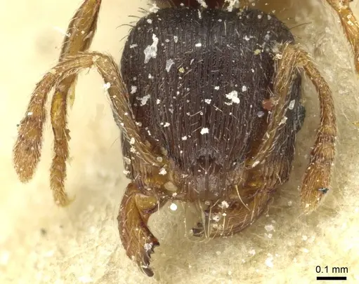 Tetramorium alternans specimen CASENT0913999 image casent0913999_2