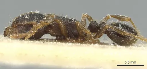 Tetramorium alternans specimen CASENT0913999 image casent0913999_3