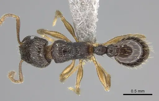 Tetramorium altivagans specimen CASENT0235785 image casent0235785_1