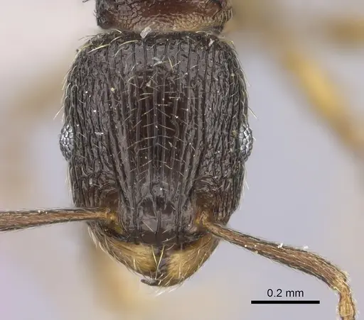 Tetramorium altivagans specimen CASENT0235785 image casent0235785_2