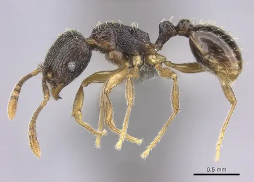 Tetramorium altivagans specimen CASENT0235785 image casent0235785_3