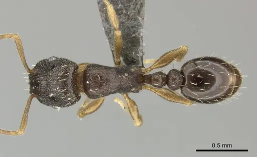 Tetramorium altivagans specimen CASENT0249018 image casent0249018_1