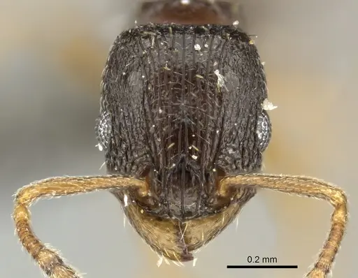 Tetramorium altivagans specimen CASENT0249018 image casent0249018_2