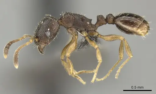 Tetramorium altivagans specimen CASENT0249018 image casent0249018_3