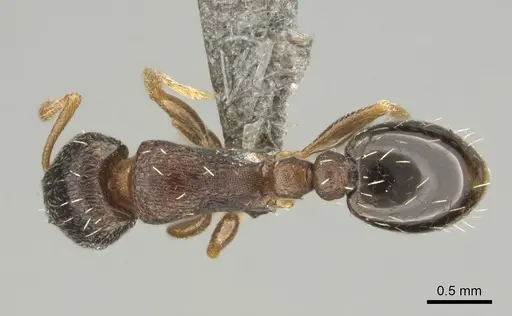 Tetramorium altivagans specimen CASENT0252972 image casent0252972_1